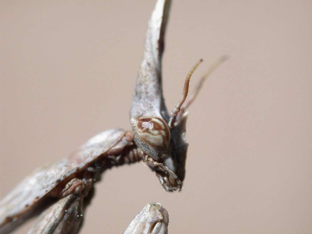 Empusa pennata